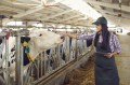 Cow-Farm-Worker-in-Norway