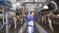 21116-dairy-farm-worker-c-Juice_REX_Shutterstock